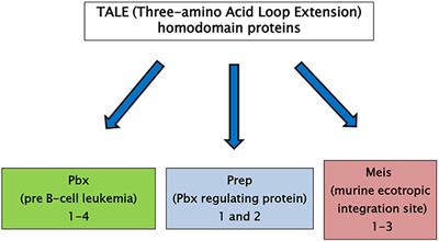 Prep1, A Homeodomain Transcription Factor Involved in Glucose and Lipid Metabolism